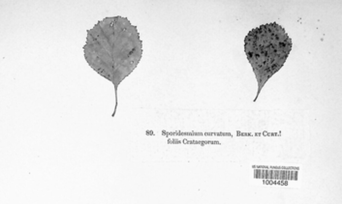 Sporidesmium curvatum image